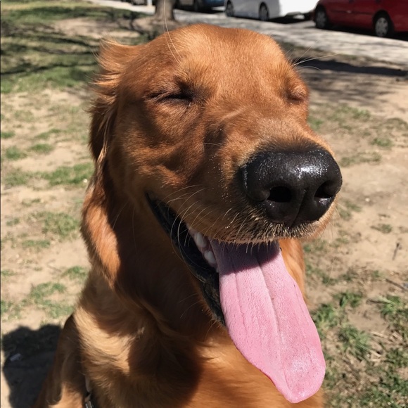 Meet your Posher, Thomas - Picture 1 of 1